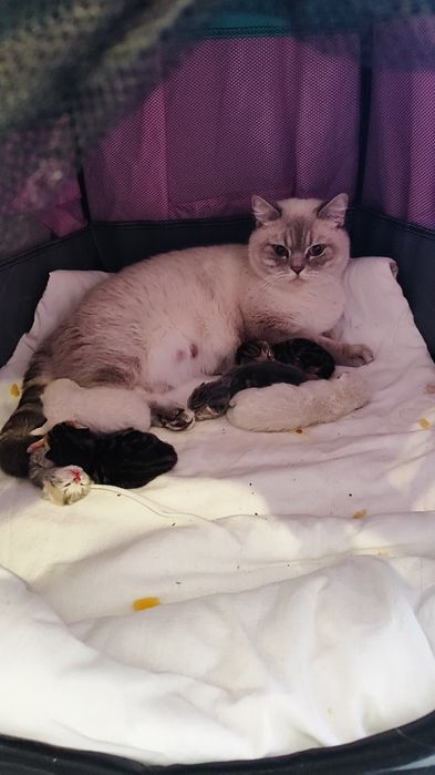 Бронь на шотландских вислоушек