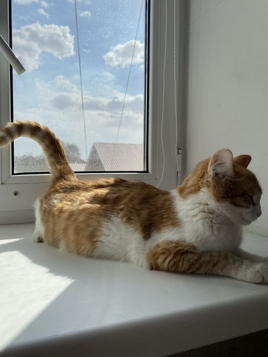 Мысық беріледі мейірімді жанға