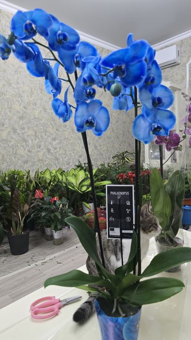 Орхидея синяя. Орхидея Фаленопсис