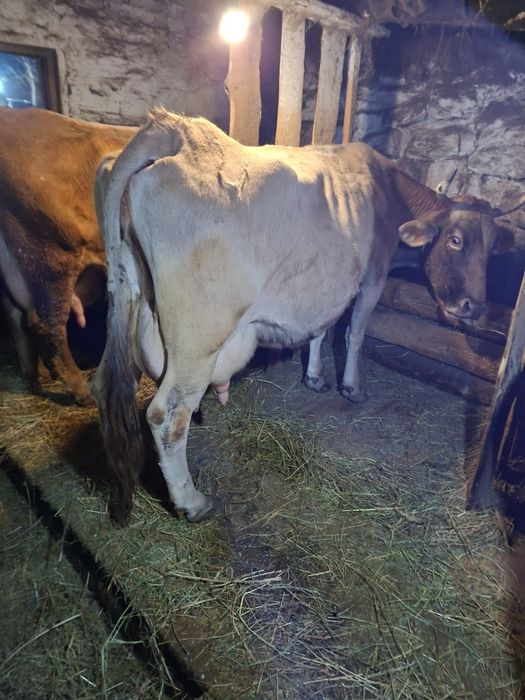 Продаются дойные коровы