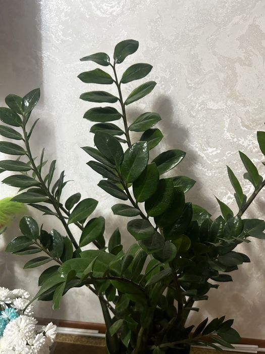 Долларовое дерево  Замиокулькас