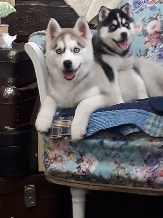 Щенки хаски в нашем питомнике есть всегда