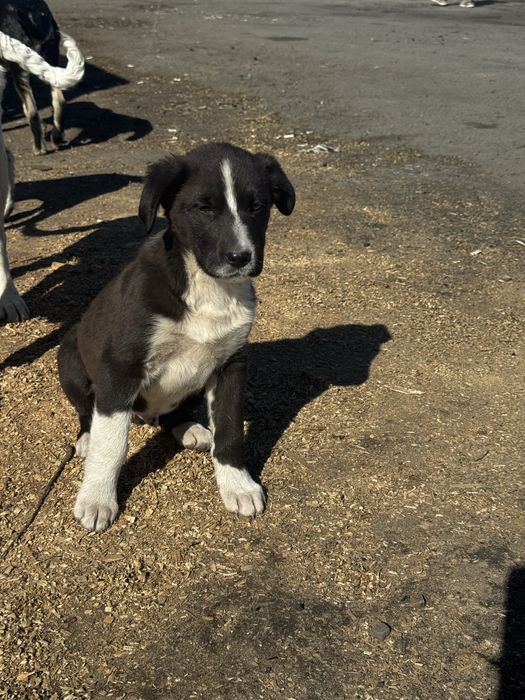 Щенята в добрые руки