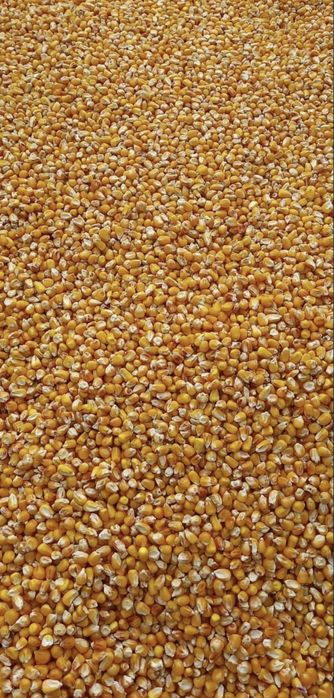 Amestec cereale pentru porumbei,porci,păsări,oi,capre