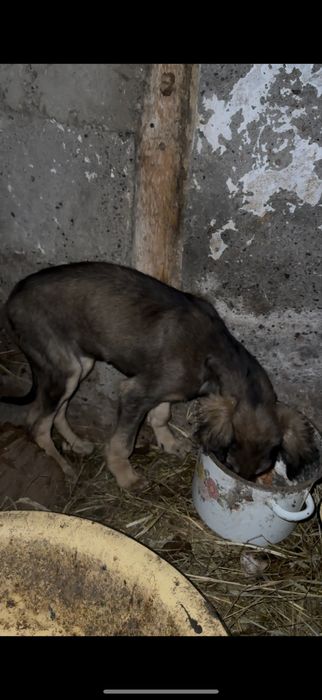 Тазы күшік тегін