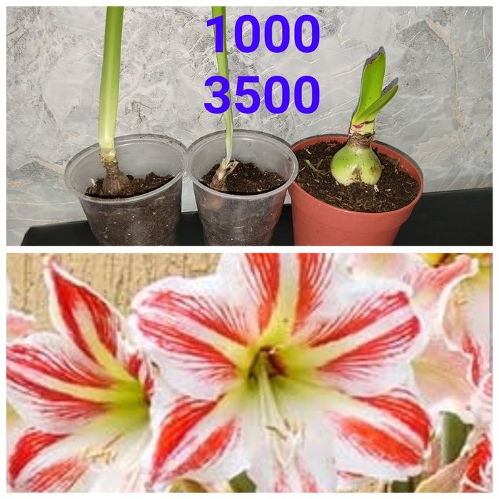 Цветы  комнатные