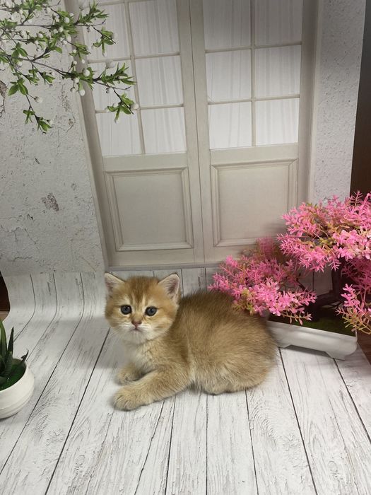 Золотистая шиншилловая британка плюшка