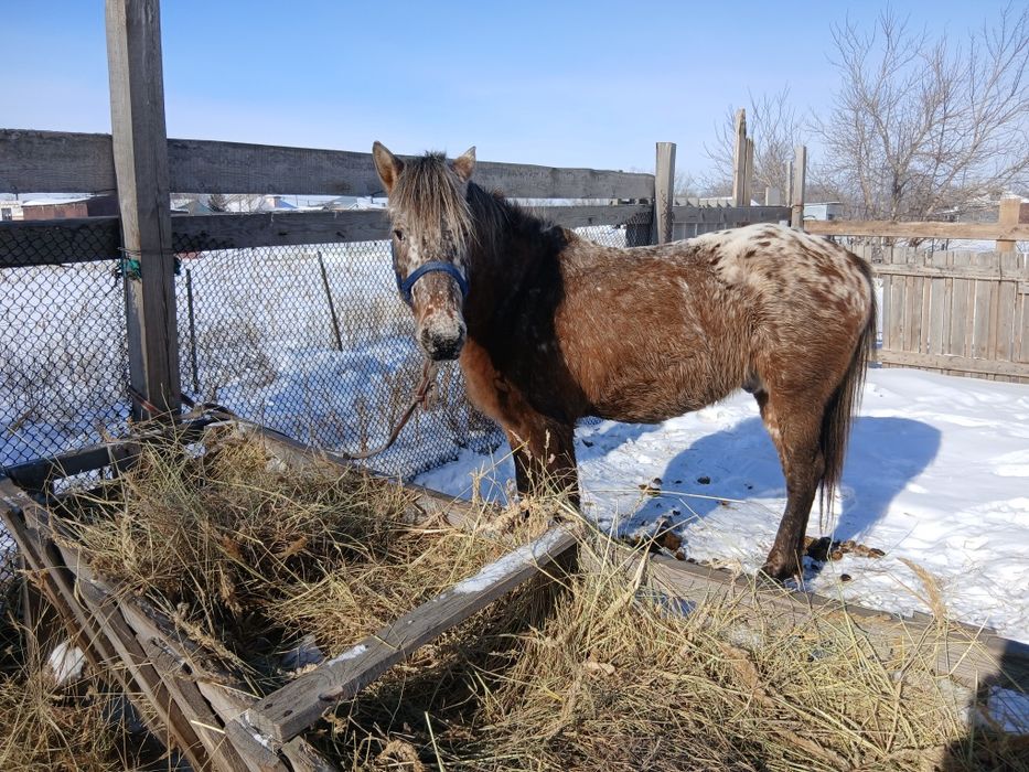 Айғыр айғыр айғыр.