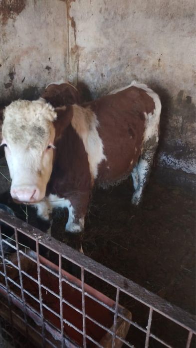 Vand jurinca si tauras baltata romaneasca