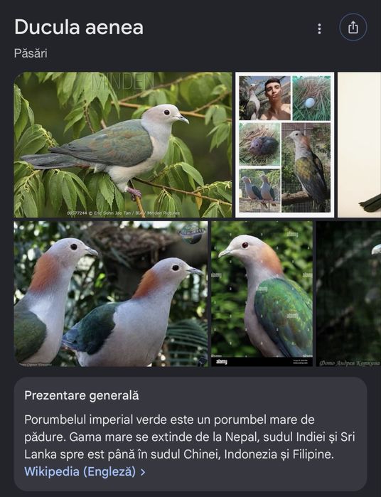 Porumbei/turturele exotice