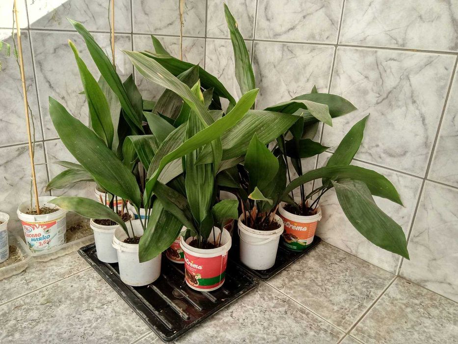 Семейно щастие,Смокини,Цезалпиния-Жълта райска птица.