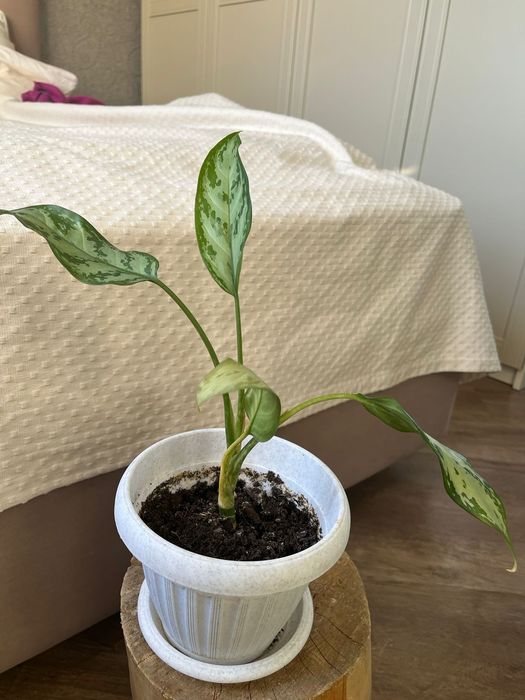 Цветы комнатные в горшках