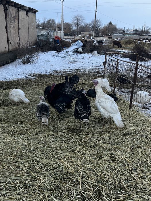 Есть индюки 15 штук