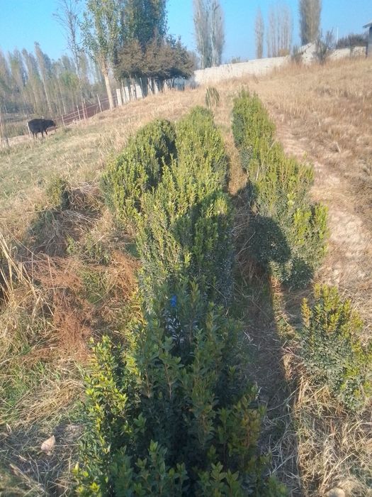 Shamshod manzara uchun