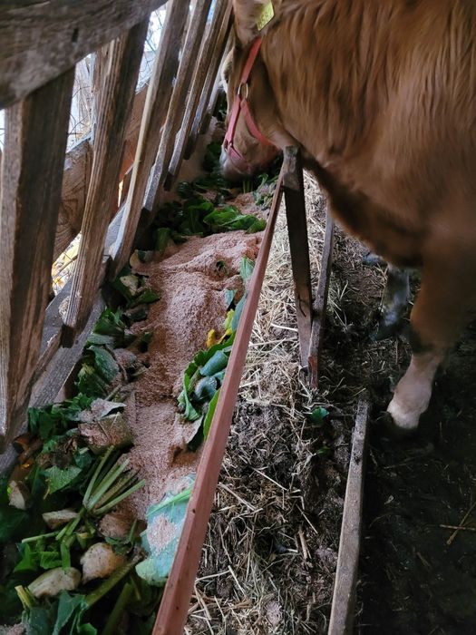 2   vitele superbe   de   6 luni  !!