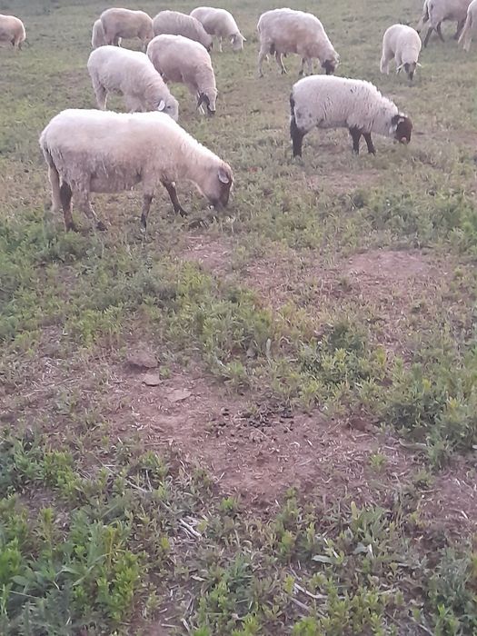 De vanzare o oaie cu miel, la prima fătare