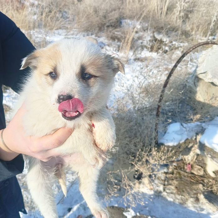 Отдам щенков в добрые руки