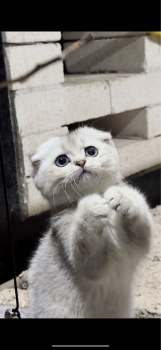 Zotdor toza qon mushuchalarimiz sotuvda 3 ta qoldi ! Shoshilamiz