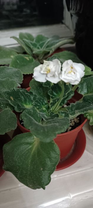 Комнатные цветы, разные