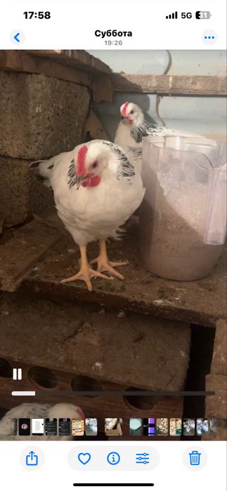 Адлер Серебристая