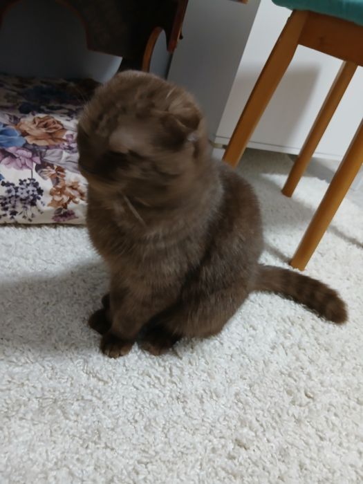 Бесплатно отдам Кота