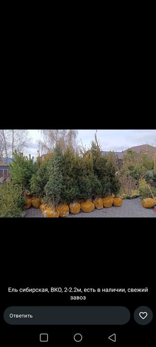 Ель сибирская разного размера