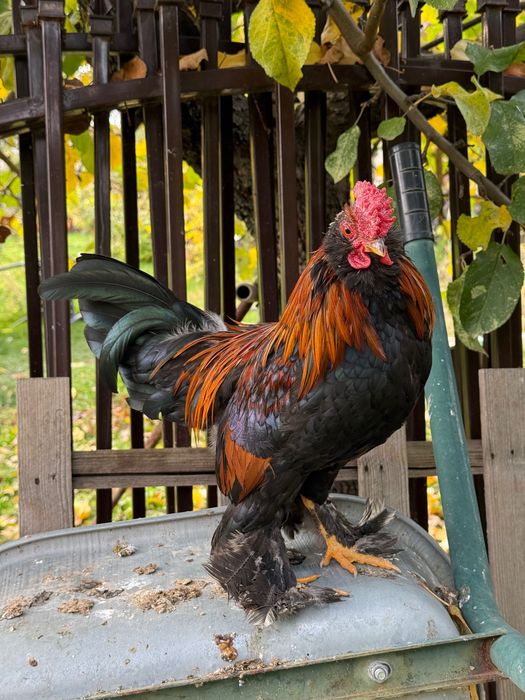 Петлета джинки и амераукани