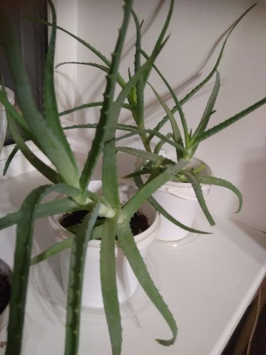 Алоэ  отростки и каланхоэ лечебное