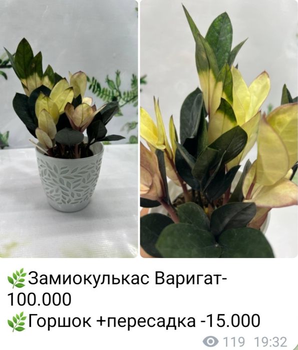 Пахира, Алоказии разные, Женское счастье, Антуриум(мужское счастье)