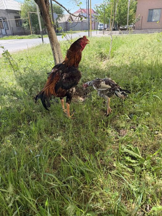 Бойцовский пара 15000 тг