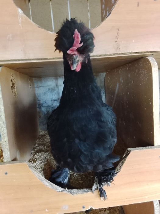 Андижон кора шахзода товуклари