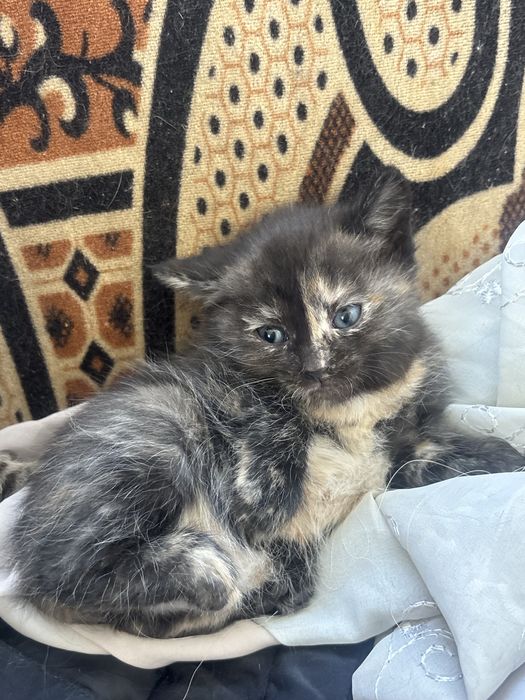 Отдам даром котят