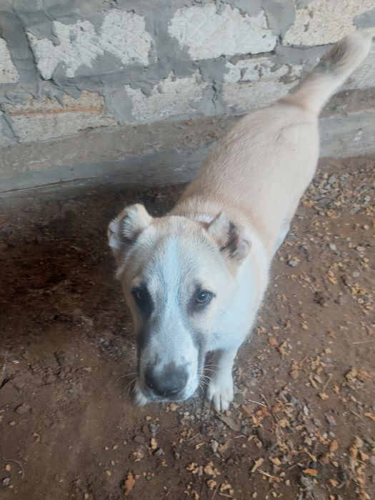 Щенок алабай САО