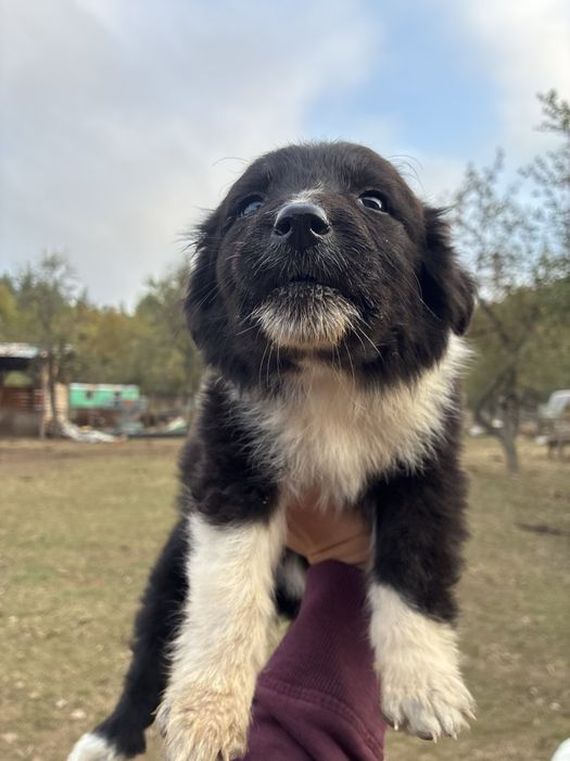 Кученца си търсят Любящ дом
