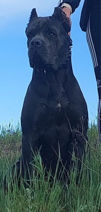 Щенки Кане корсо