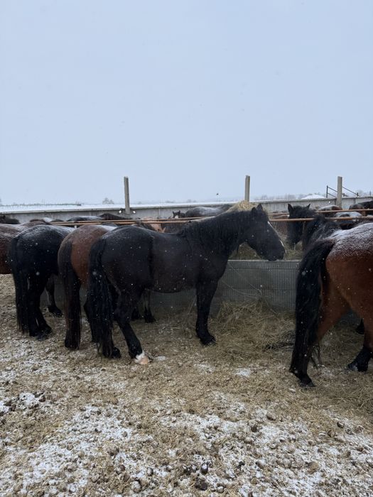 Жеребец, полутяж
