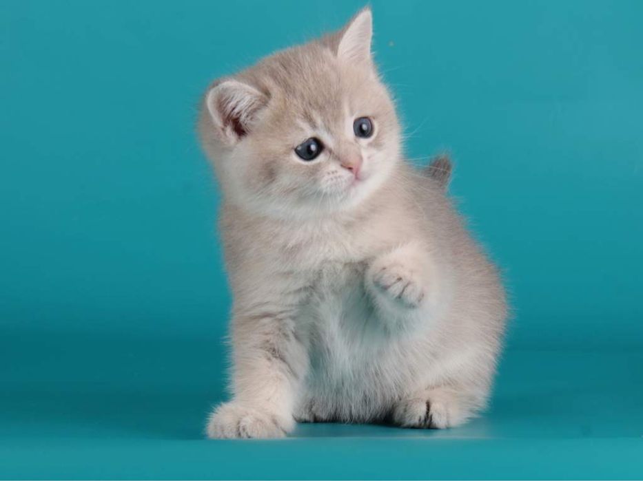 Британская короткошерстная