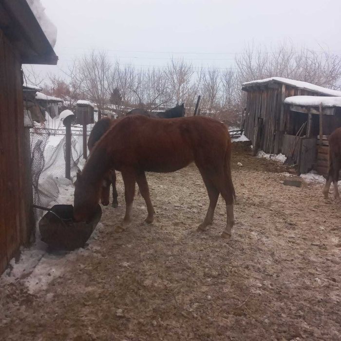 Продаются лошади!!!