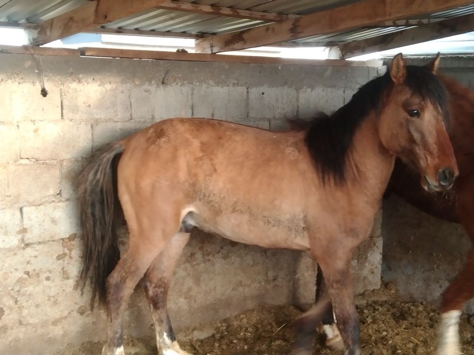 Құнан сатылады байланған семіз