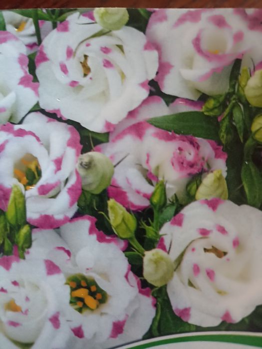 Продам рассаду цветов