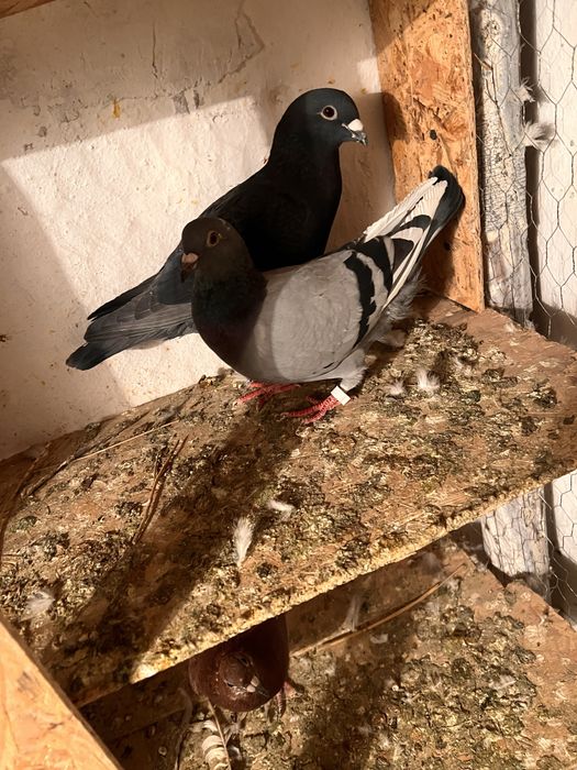 Vand 12 porunbei voiajori