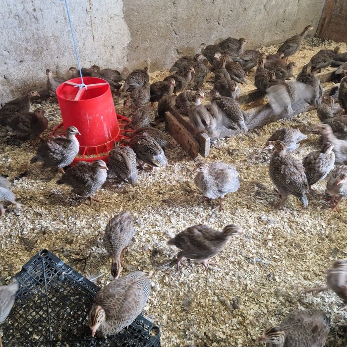 Bibilici de  carne și ouă