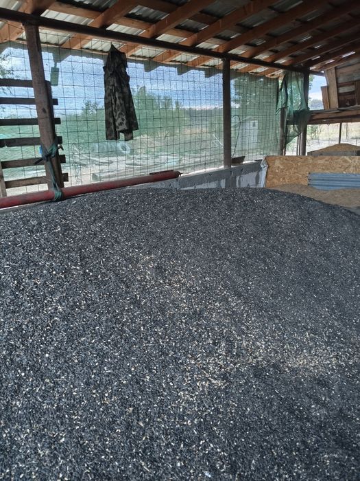 Vând floarea-soarelui