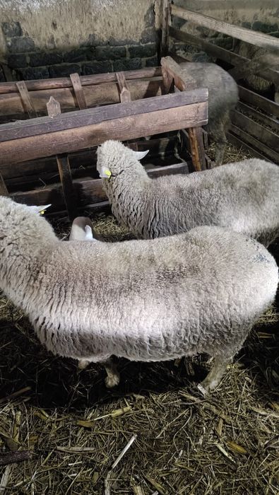 Oi de vanzare tinere cu miel