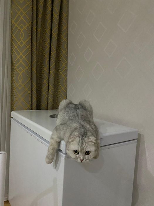 Отдам кошку в добрые руки