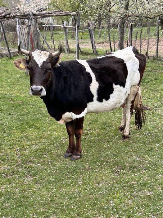 Bălțată românească