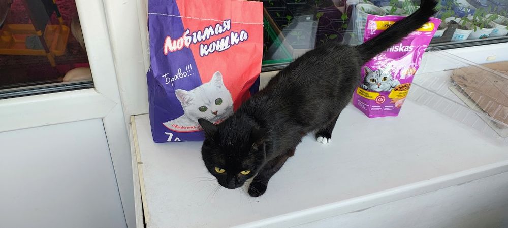 Отдам кота 6 Лет + подарки