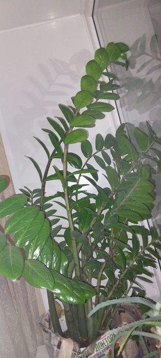 Долларовое дерево замиокулькас