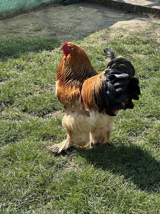 Brahma Colombian gaini cu cocosi