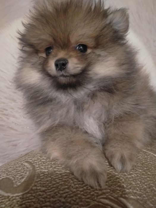 По.щенков шпица девочка и мальчик 2 мес.